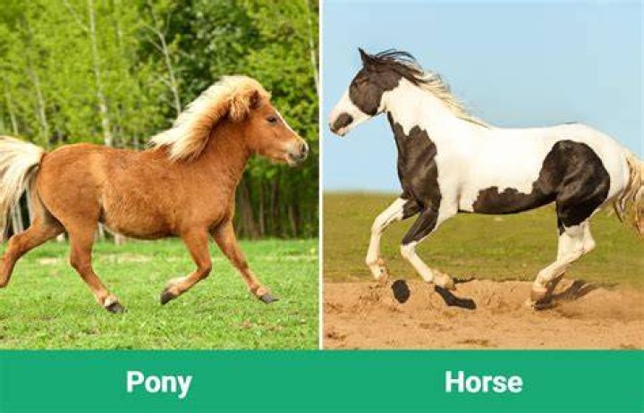 Difference between horse and pony